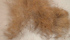 Eliminating-fleas-in-puppies