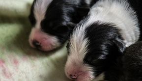 First,-you-have-to-look-for-them-in-your-puppies’-fur
