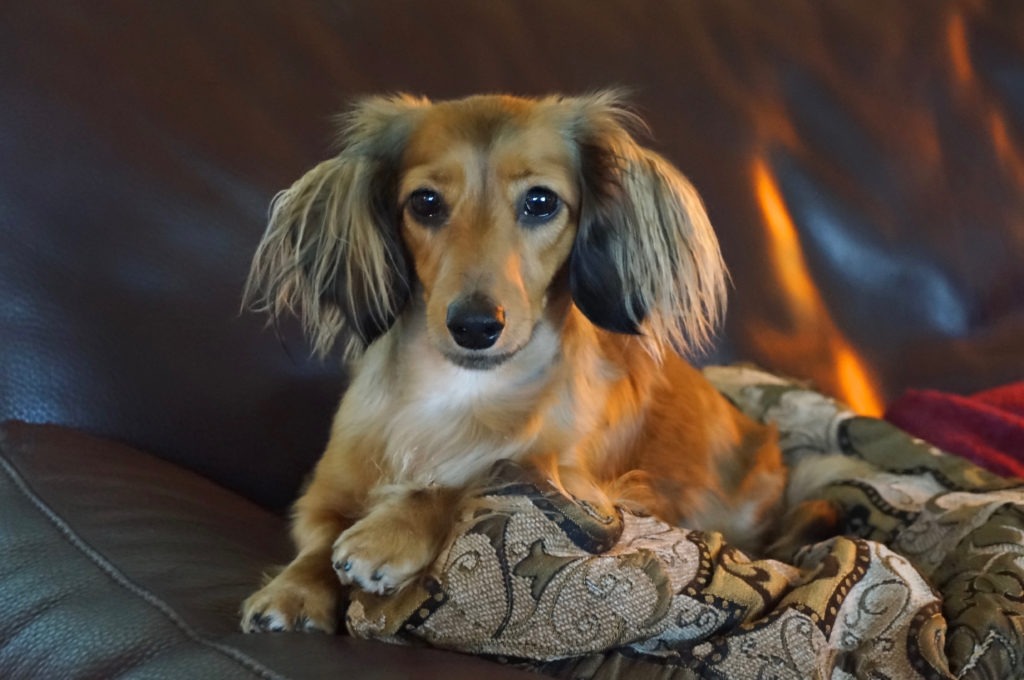 Sofa Cover, Dog in Sofa Cover