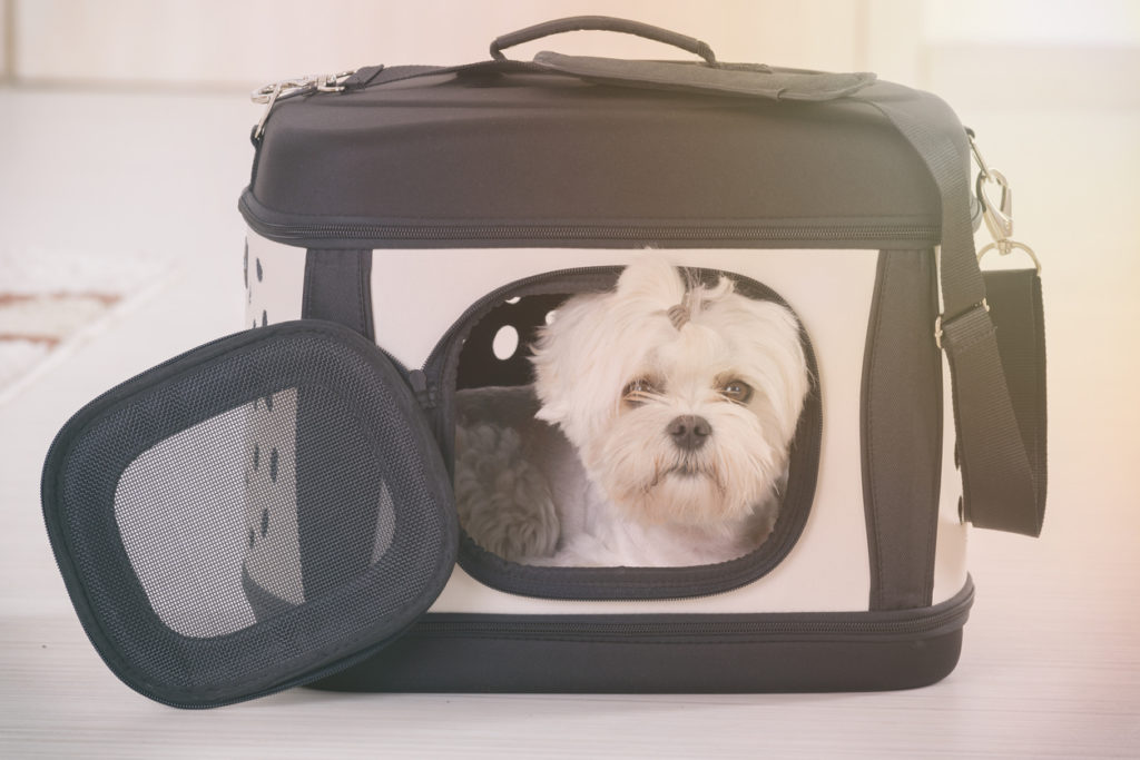 Dog sitting in his transporter