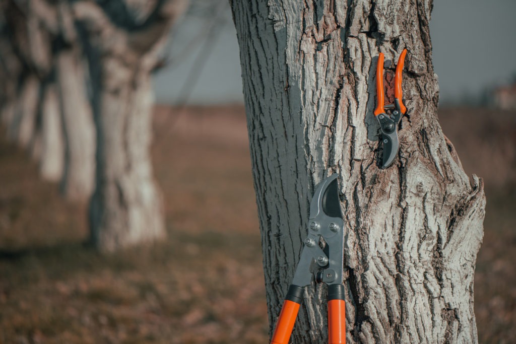 A ratchet pruner is more convenient to use than a standard garden cutting tool. It does not need a lot of effort from the user and can handle heavy-duty cutting chores with precision. The activity in the garden is made easier since it comes in a variety of sizes that are appropriate for various cutting activities in your garden. It contains long-handled pruners that will come in handy for individuals who have back problems when reaching vast distances to prune.