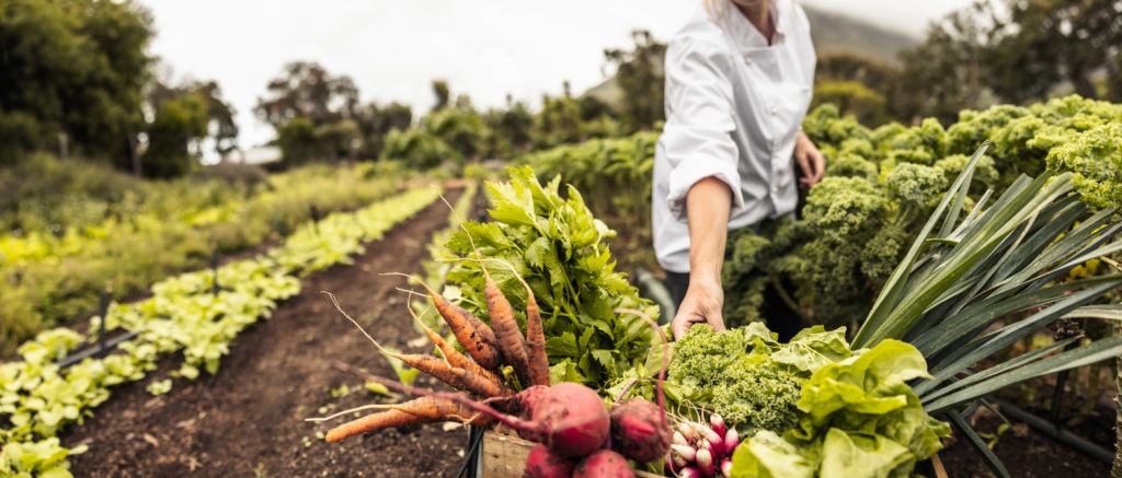 woman picking fresh produce in her garden