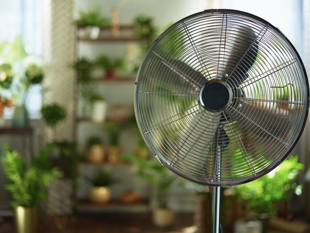 Fans