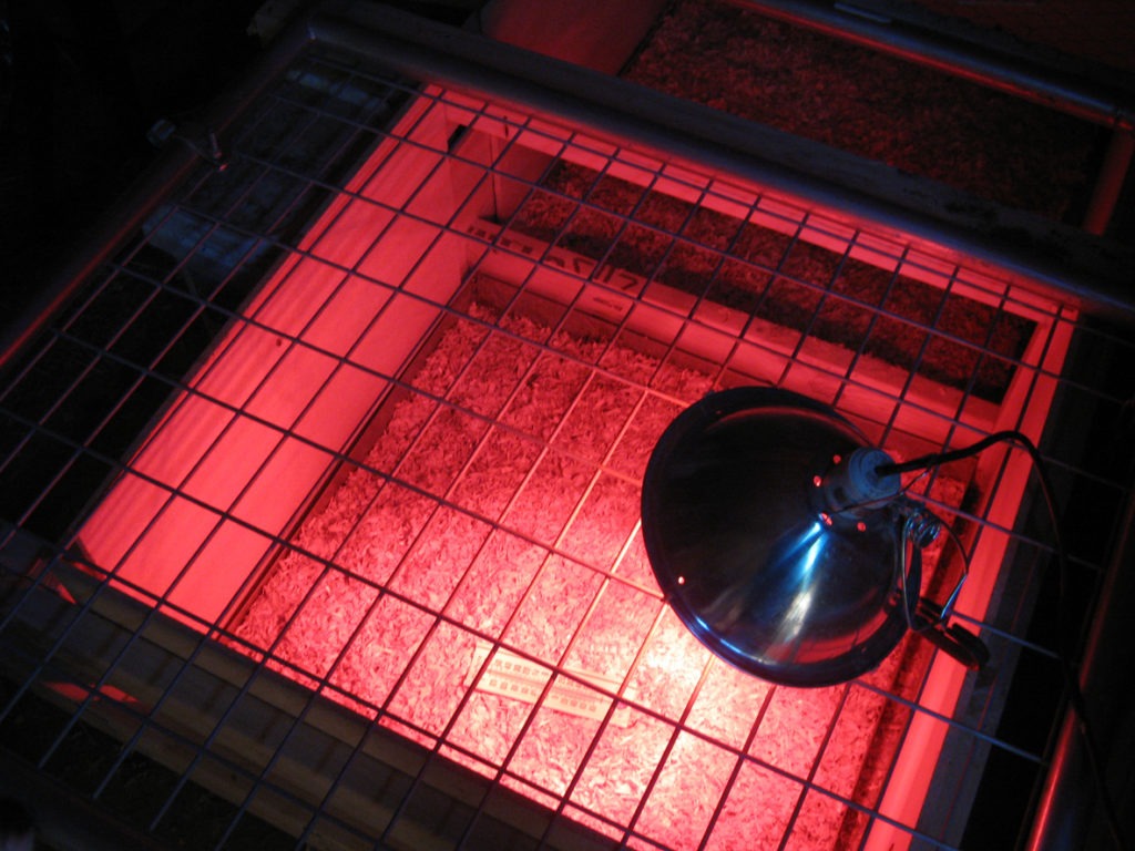 A heated brooder box ready for spring chicks at a small family farm