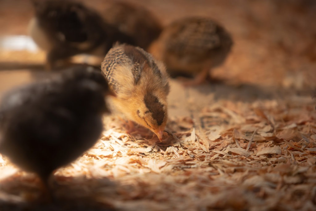 chicks eating