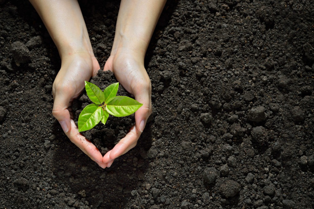 a gardener’s hands protecting a seedling