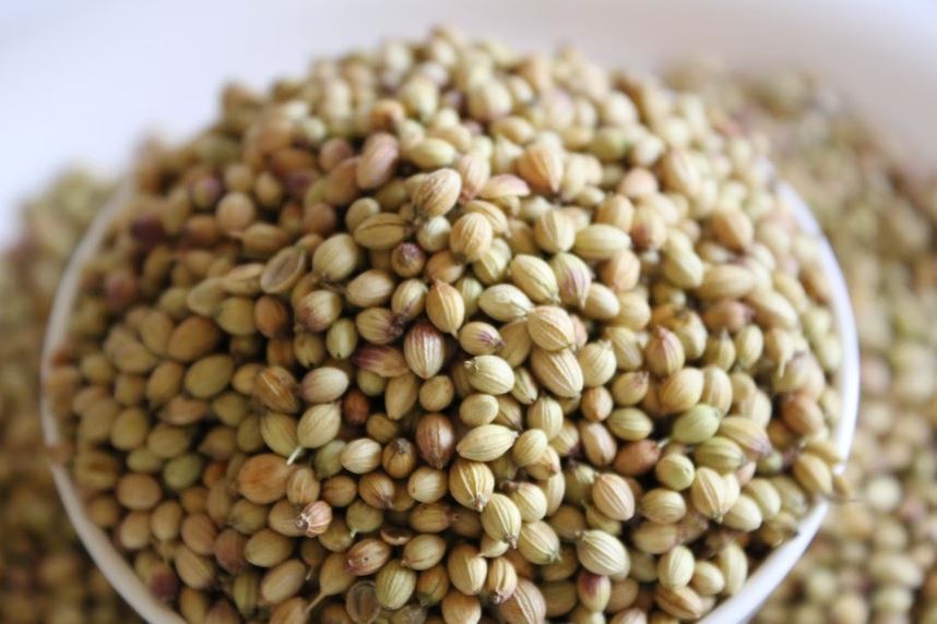 Coriander