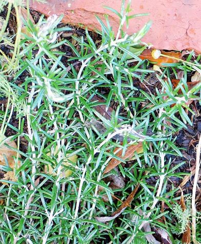 Rosemary