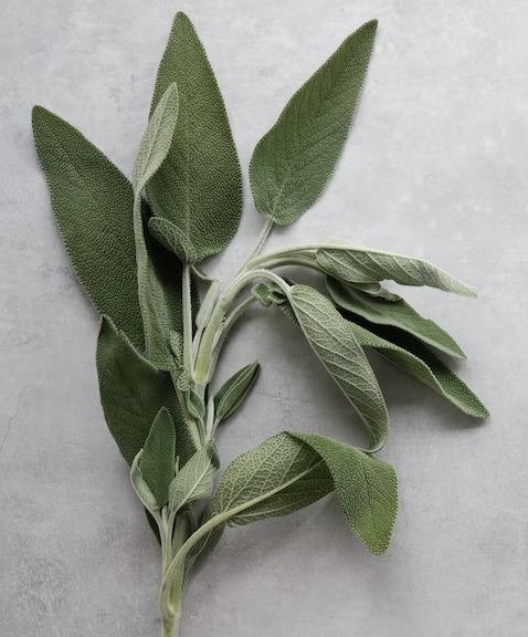Sage