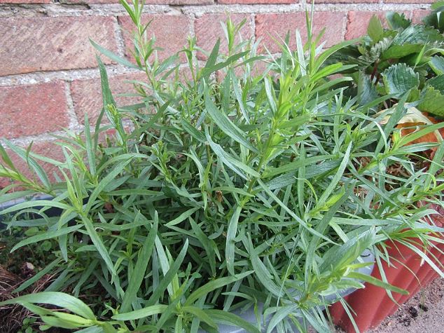 Tarragon
