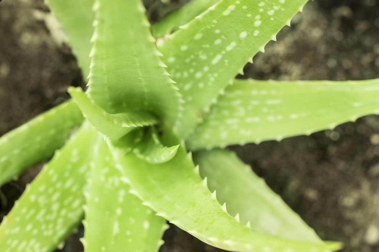 Aloevera plant in a small pot