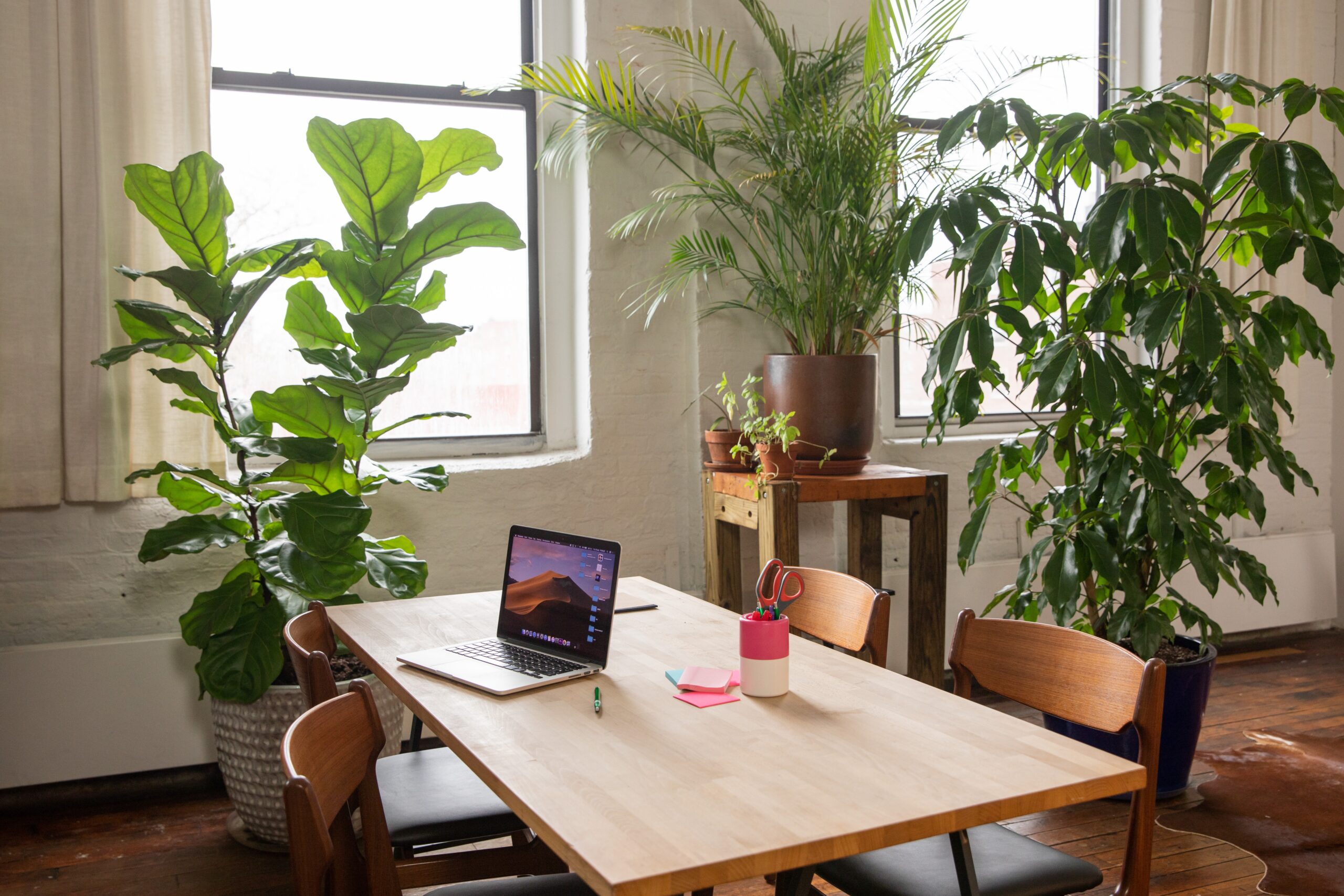 a corner in a house dedicated to indoor plants