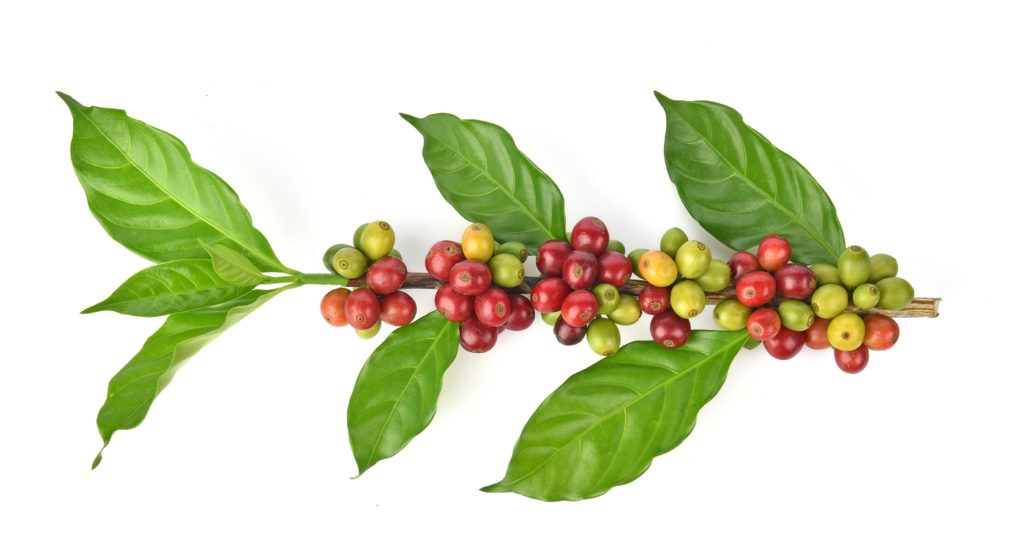 Fresh coffee beans isolated on a white background