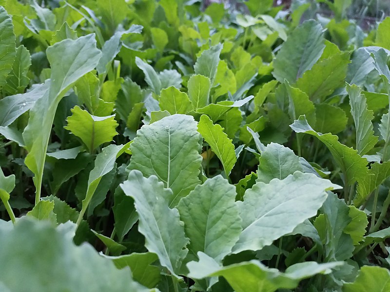 Collard Greens