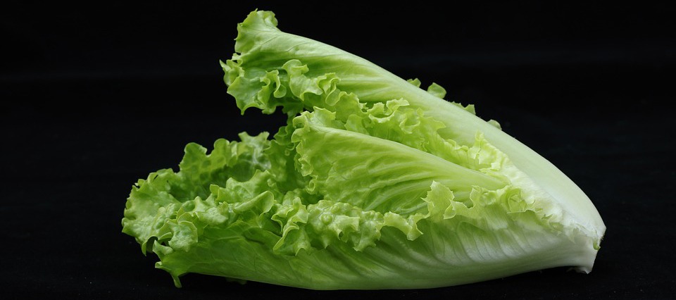 Romaine Lettuce