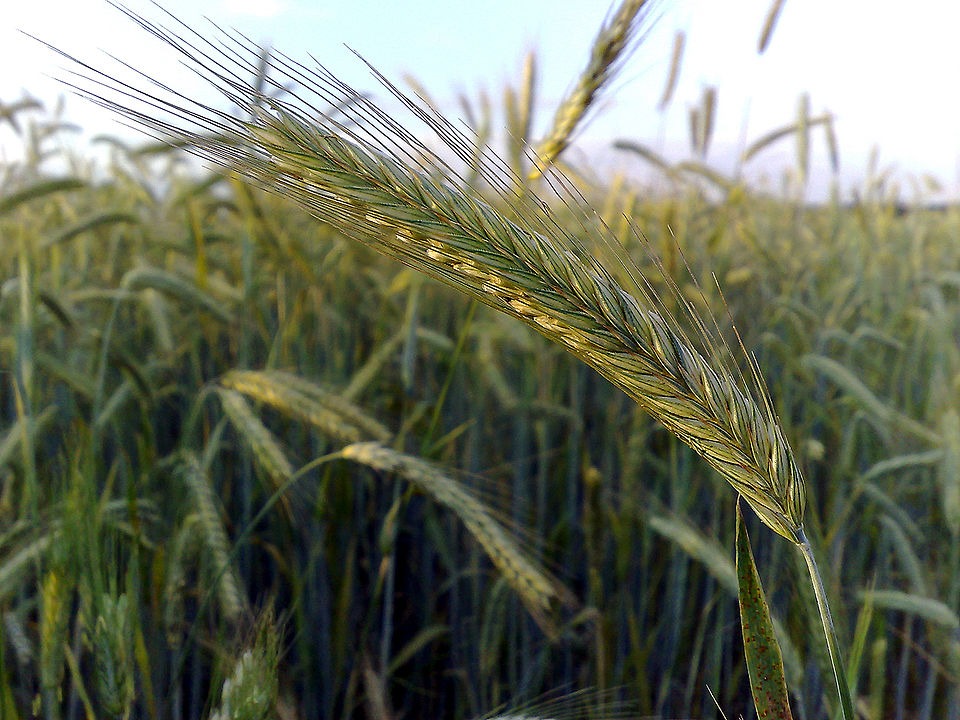 Whole Rye