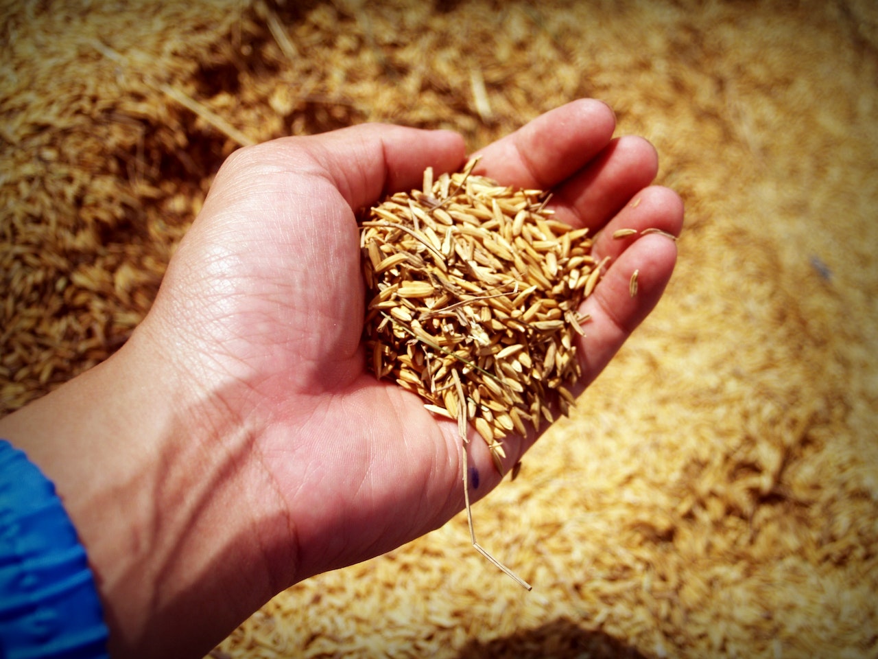 Whole-grain-barley