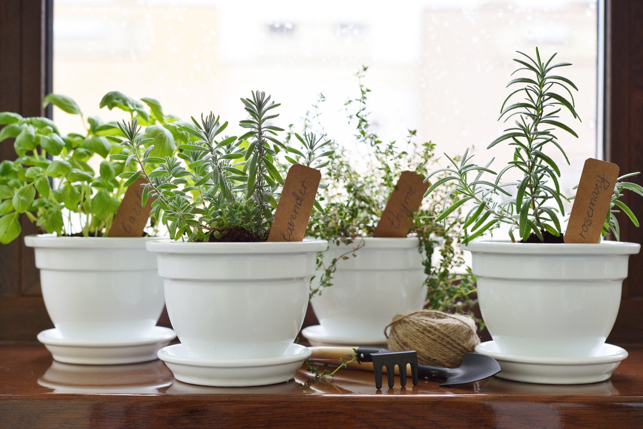 Fresh herbs in pot