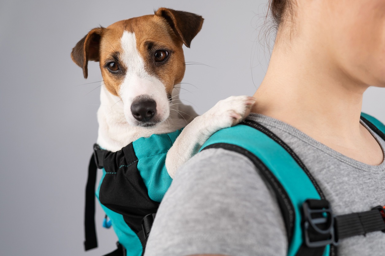 A woman carries dog in her backpack