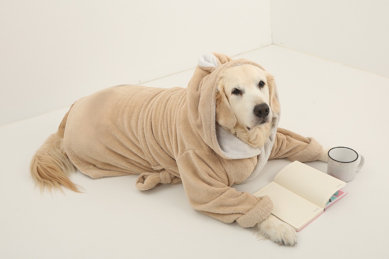 Dog in bath robe
