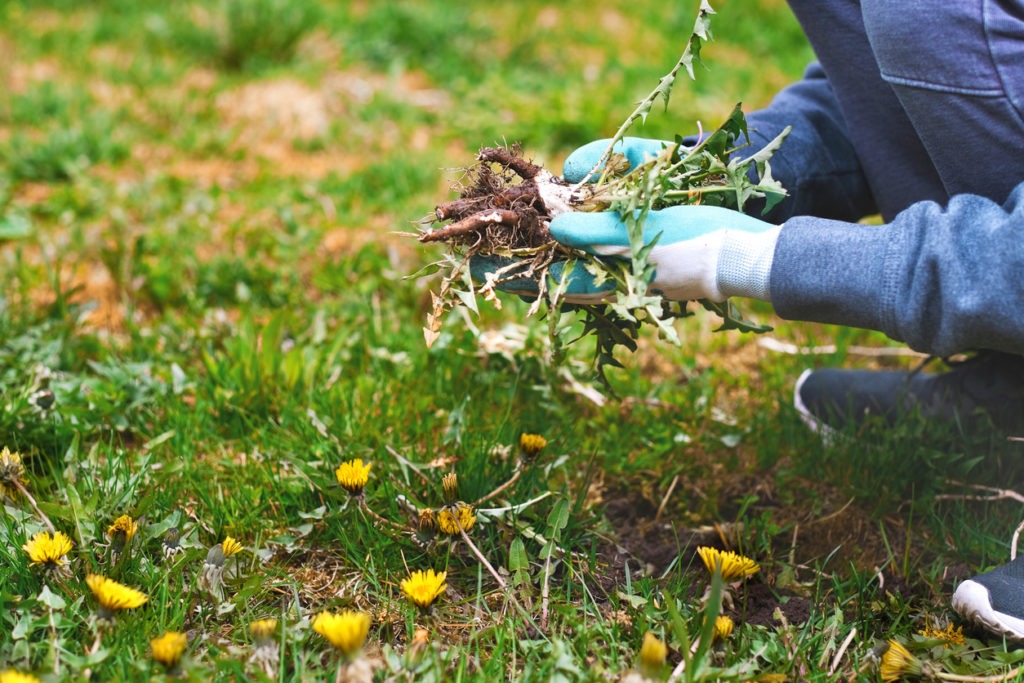 Young man hands wearing garden gloves, removing and hand-pulling Dandelions weeds plant permanently from lawn. Spring garden lawn care background