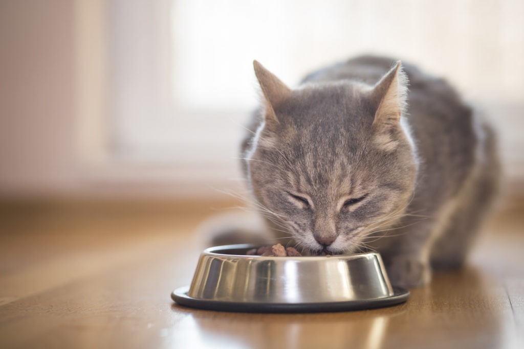 Cat Bowl, Cat Food Bowl