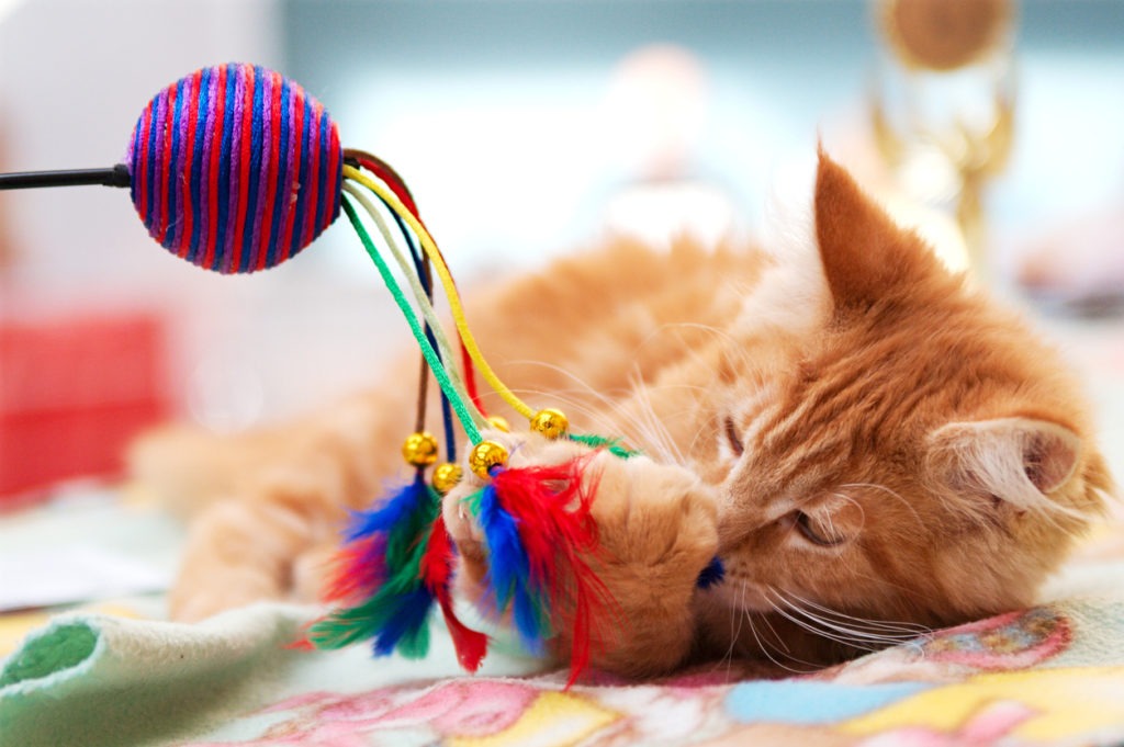 Cat Toys, Toys for Cats