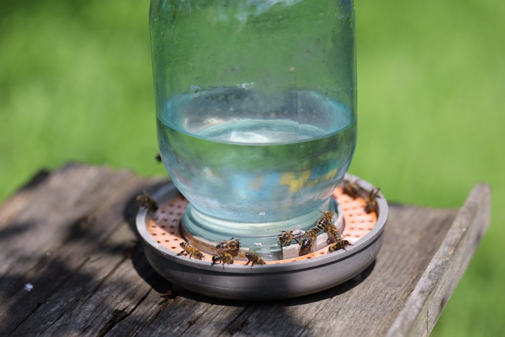 Drinking Bowls for Bees