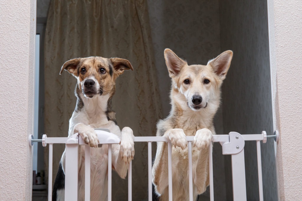 Cute dogs standing near safety gate in apartment