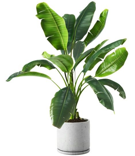 decorative-banana-plant