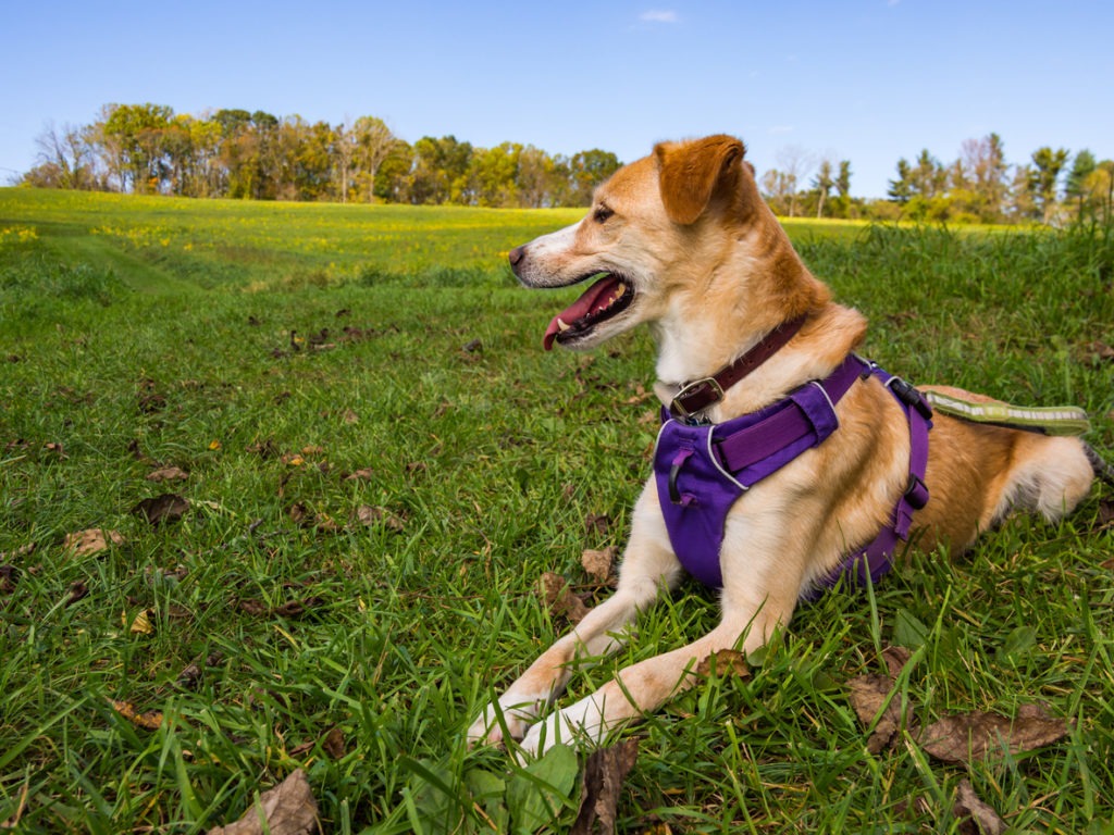 Dog in Purple Harness Laying in Green Grass Lawn