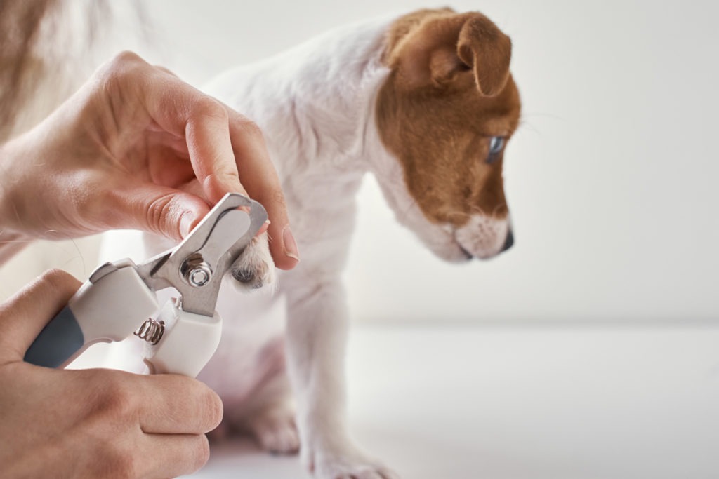 Owner cuts nails jack russel terrier puppy dog with a scissors