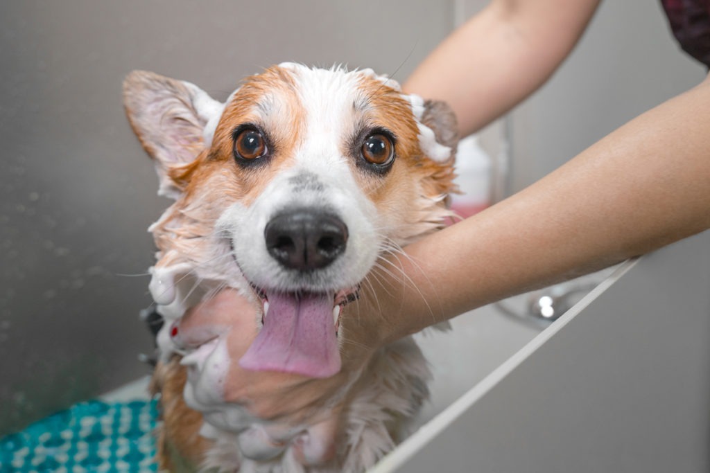 Funny portrait of a welsh corgi pembroke dog showering with shampoo. Dog taking a bubble bath in grooming salon.