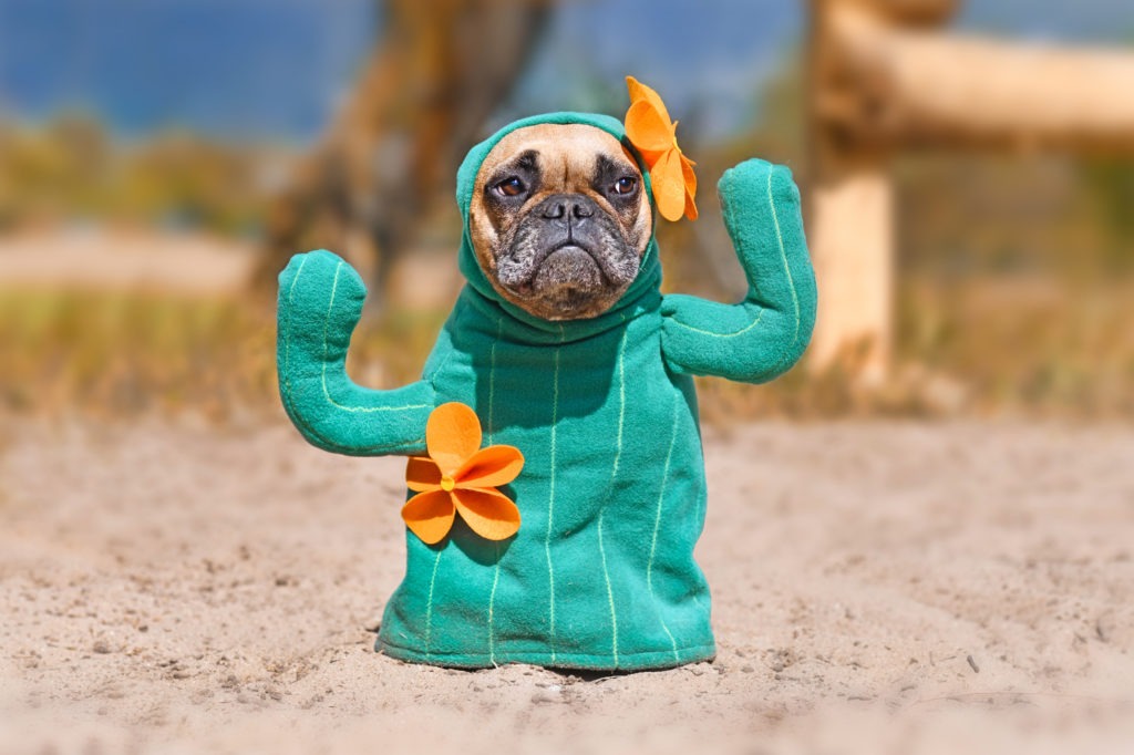 Dog-Halloween-Costume-Cactus-Dog-Costume-Dog-Dressed-Up-with-Funny-Cactus-Halloween-Costume-scaled