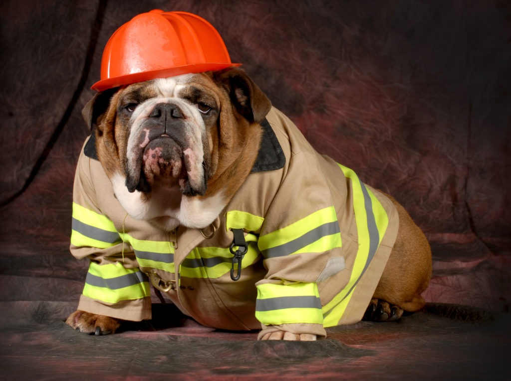Dog-Halloween-Costume-Fire-Fighter-Dog-Costume-Dog-Dressed-as-Fire-Fighter-scaled