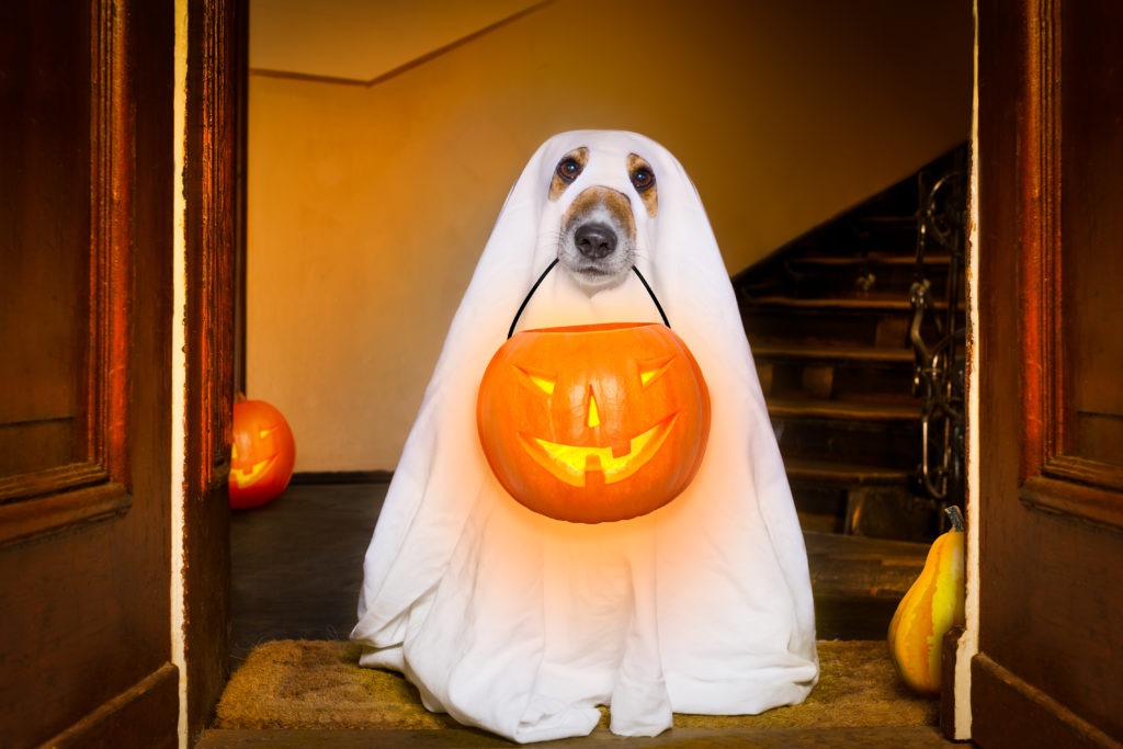 Dog-Halloween-Costume-Ghost-Dog-Costume-Halloween-Ghost-Dog-scaled.