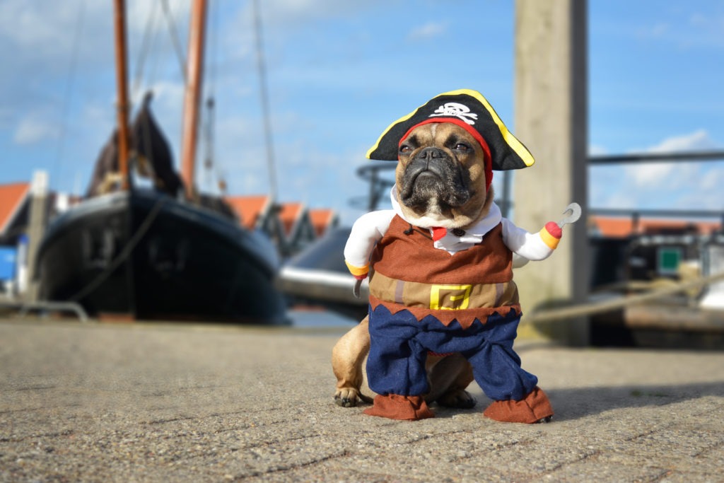  Dog-Halloween-Costume-Pirate-Dog-Costume-Dog-Dressed-Up-in-Pirate-Costume-scaled