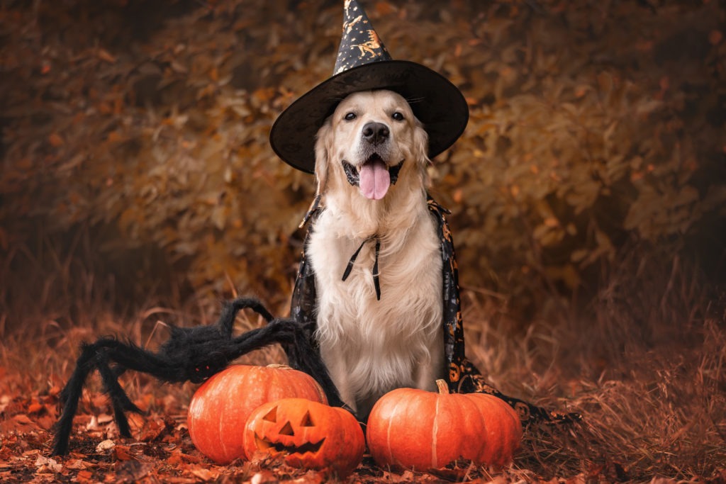 Dog-Halloween-Costume-Witch-Dog-Costume-Dog-Dressed-as-Witch-scaled