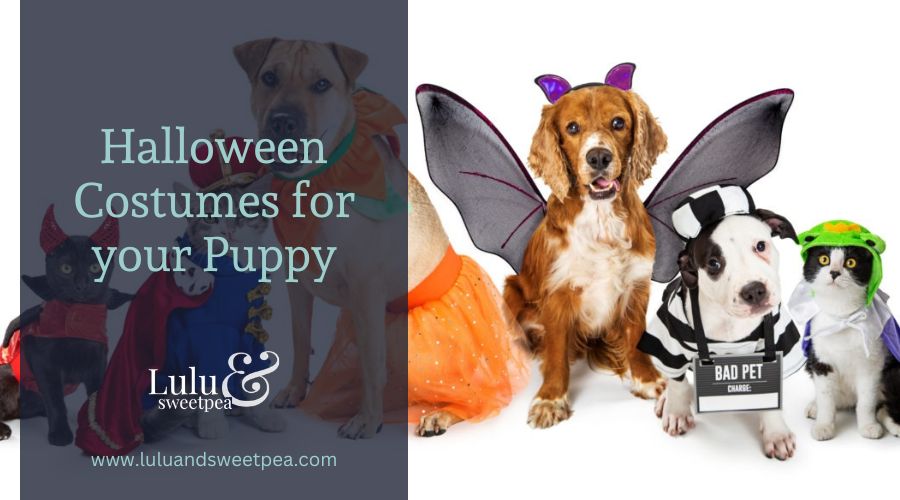 Halloween Costumes for your Puppy