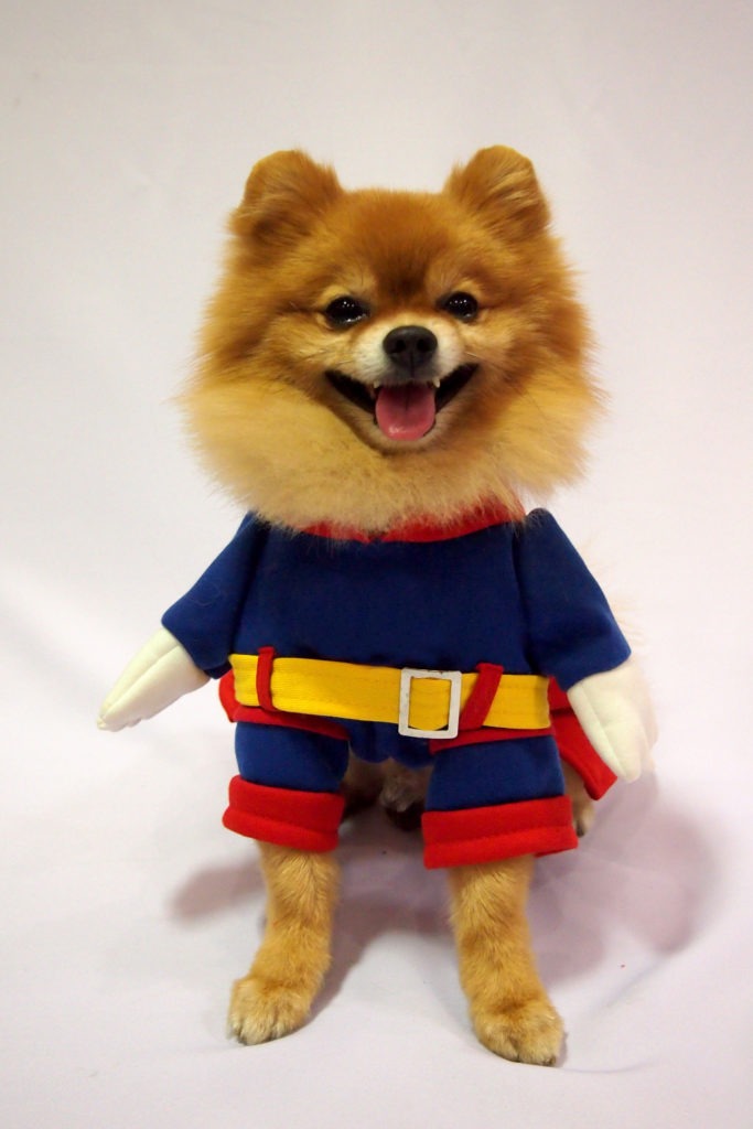 Superhero-Dog-Costume-Dog-in-Superman-Costume-scaled