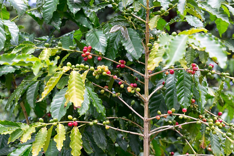 Kona coffee farm