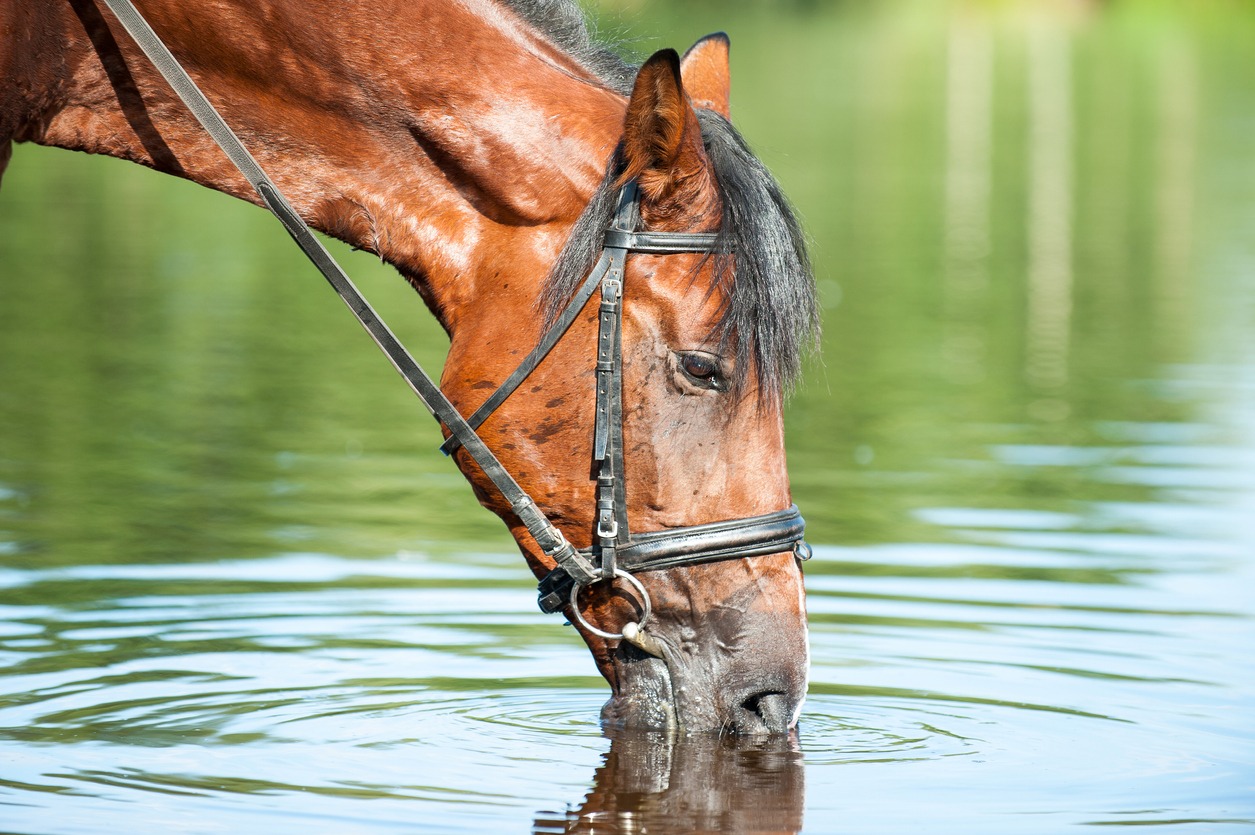 horse-drinking-water-from-stream