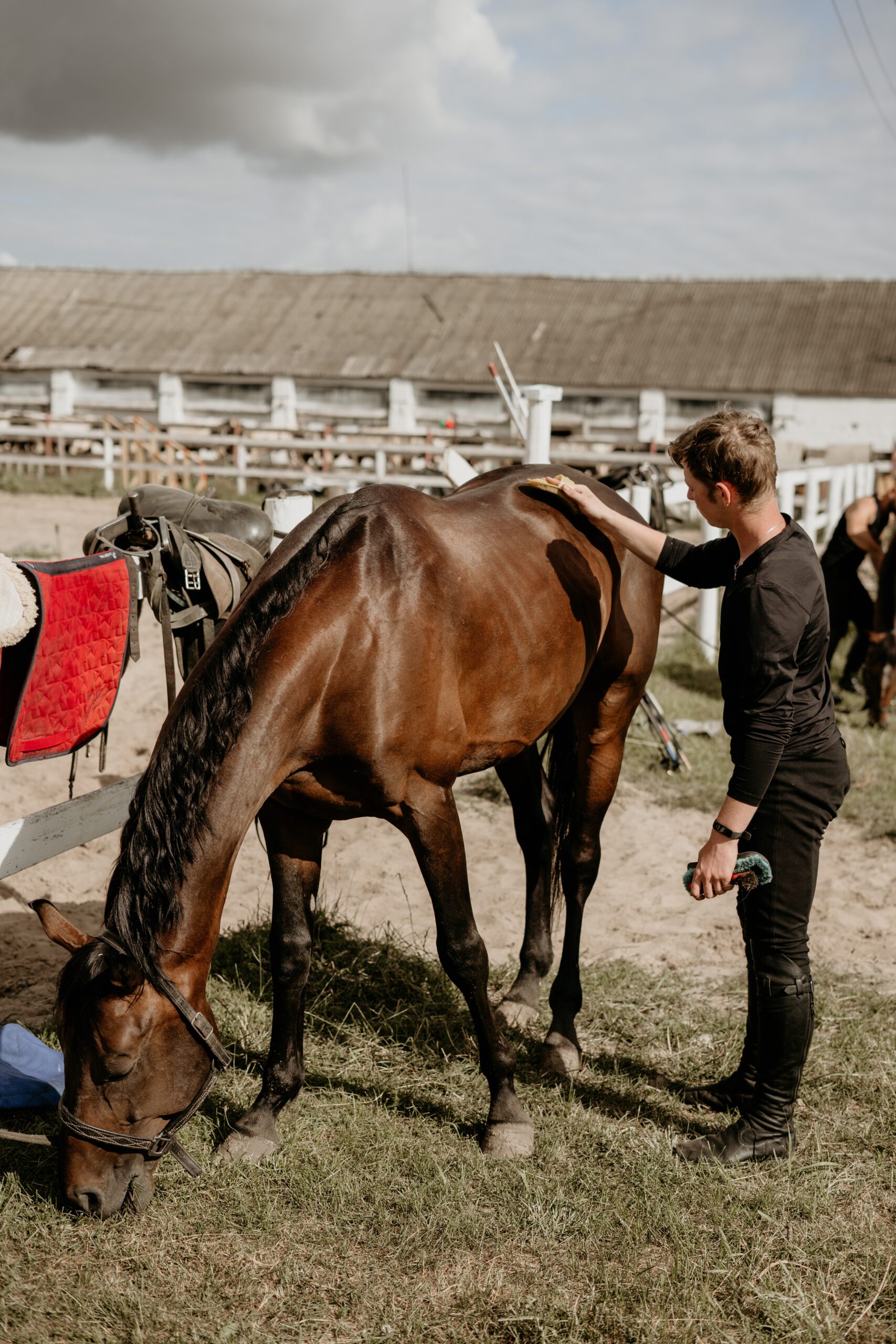 horse grooming brushing
