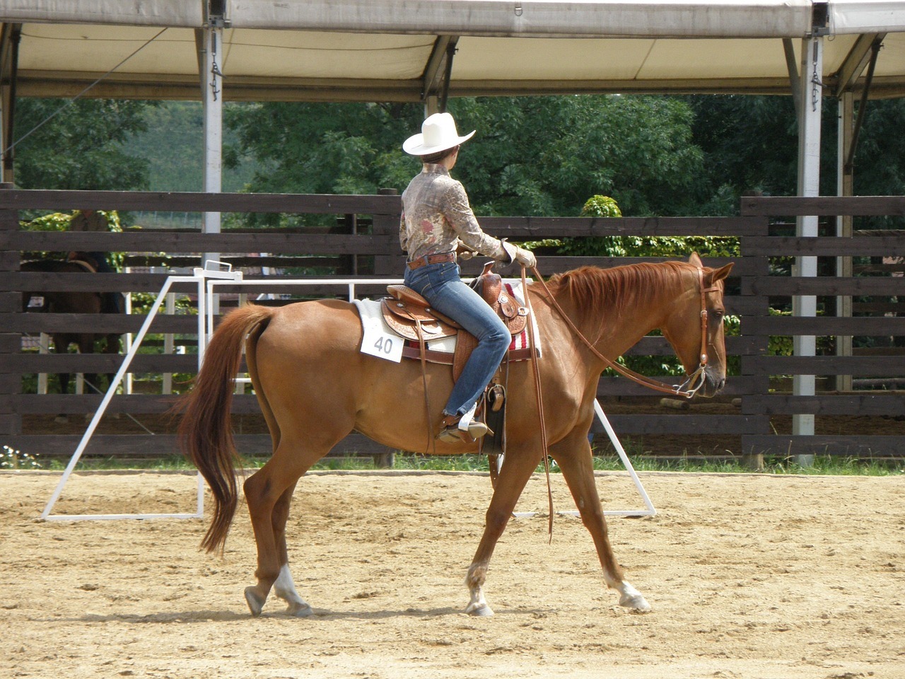 horse-horseback-riding