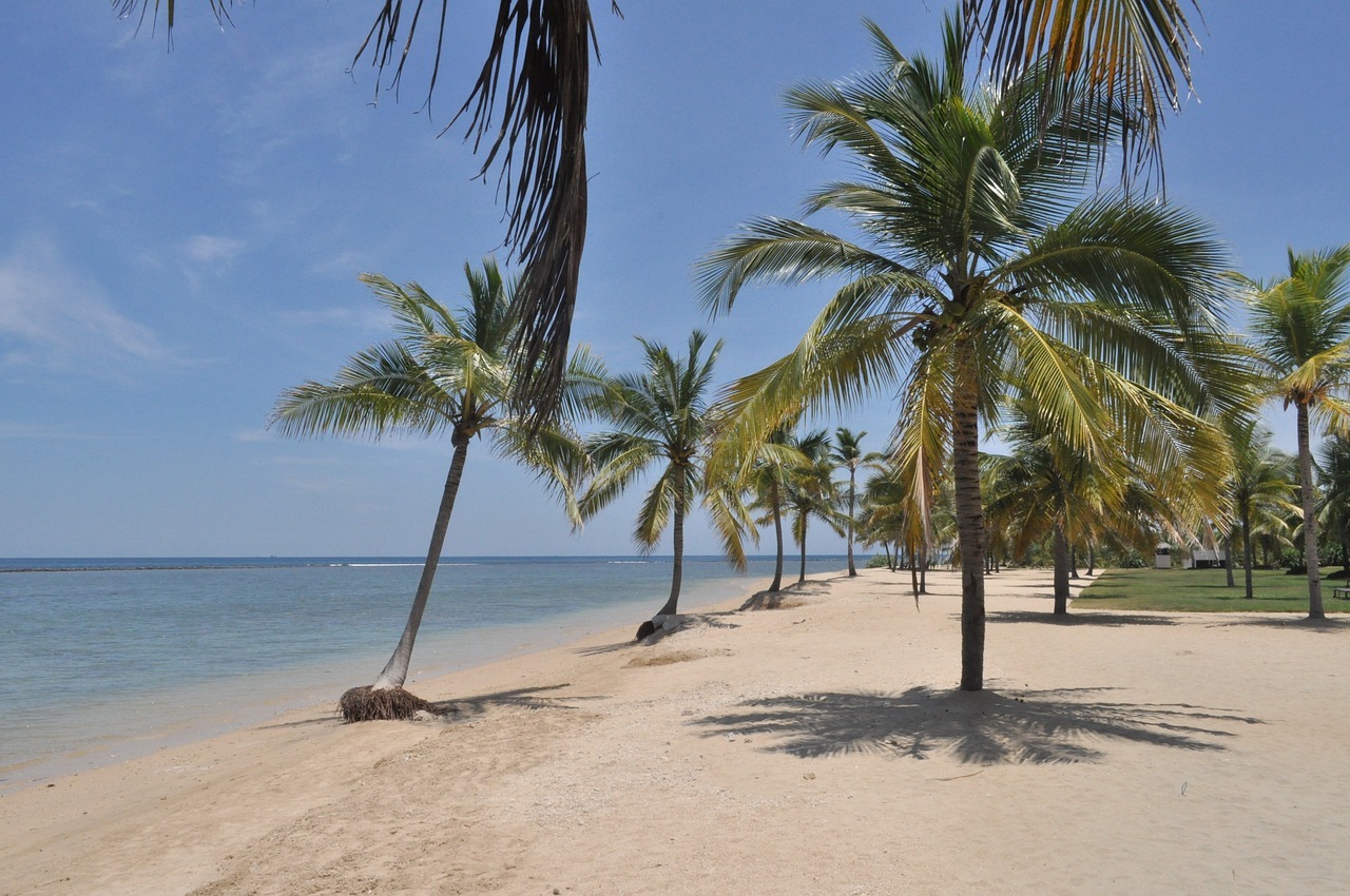 sun-palm-trees-beach