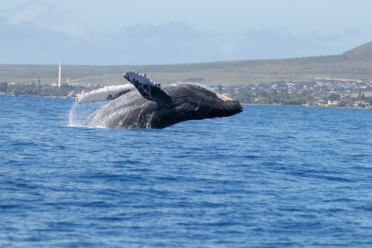 whales in Maui