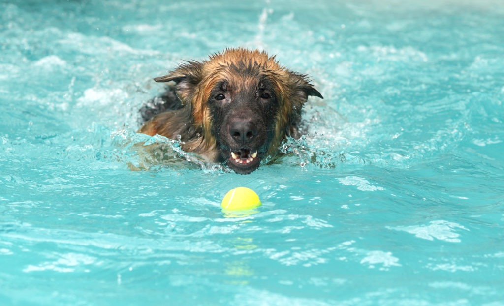 Dog-Toys-Dog-Swimming-with-Ball-scaled