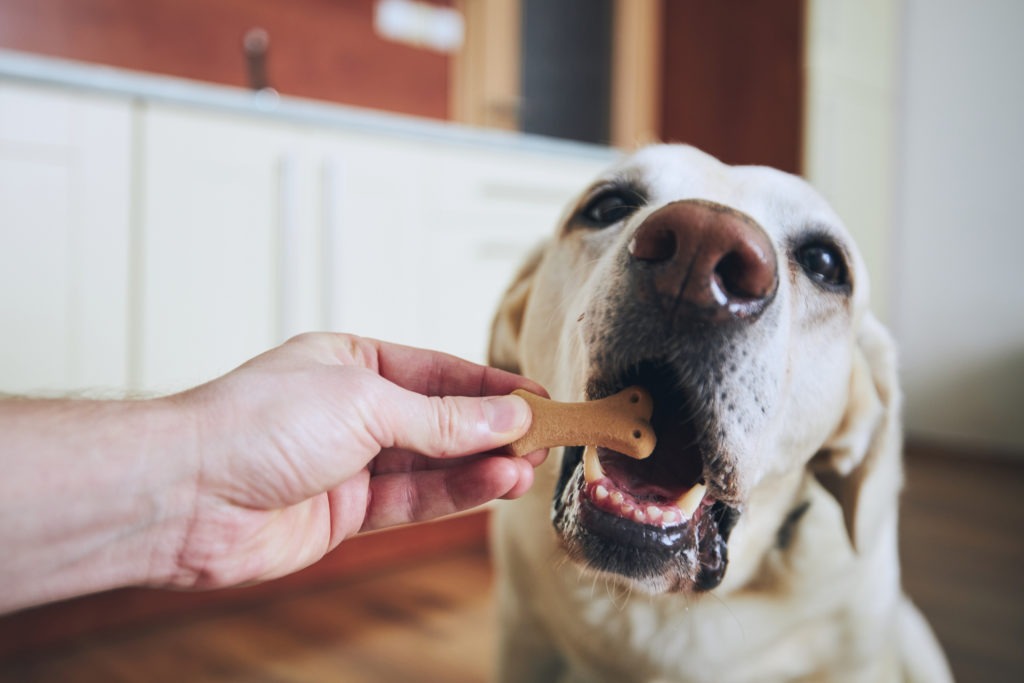 Dog-Treats-Dog-Eating-Biscuit