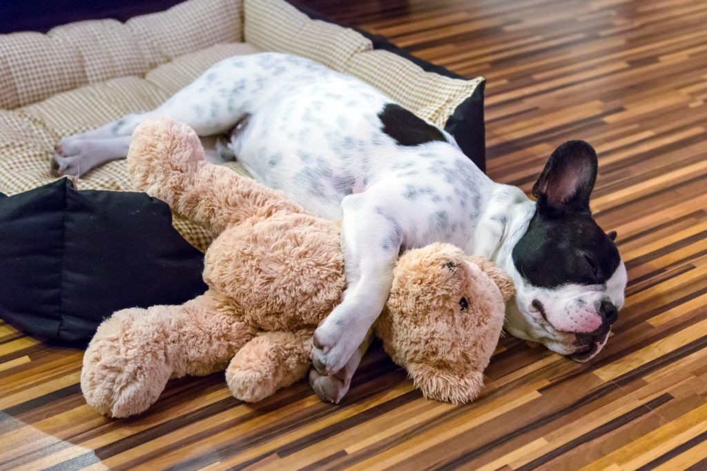 Dog-with-Stuff-Toy-Dog-with-Teddy-Bear-scaled