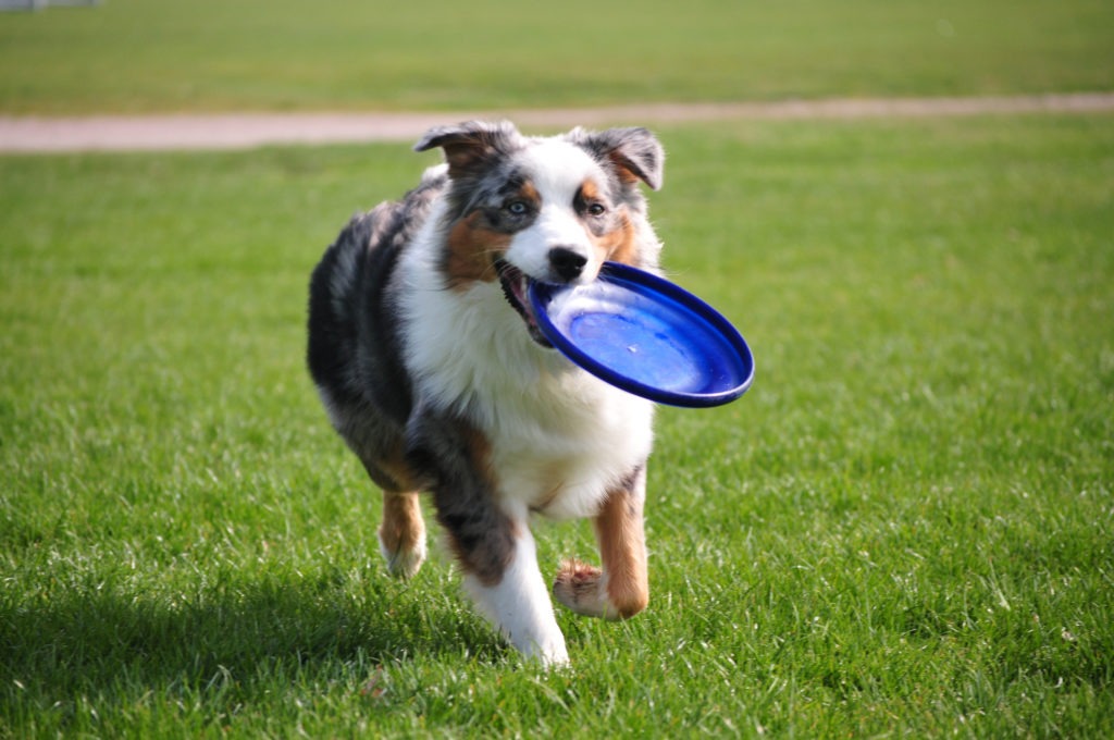 Exercise-with-Dog-Frisbee-with-Dog-Dog-Holding-a-Frisbee.